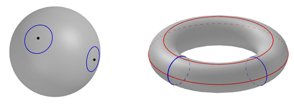 Loops in a sphere and torus
